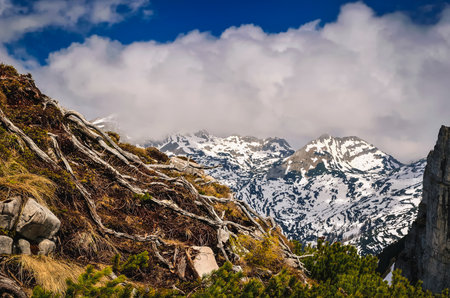 Mountain landscape in Austrian Alps. View from Loser peak over dwarf pine trees and summits covered with snow, Dead Mountains (Totes Gebirge) in Austria.の写真素材