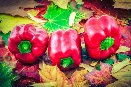 Autumn and vegetable colorful concept. Group red bell pepper with autumn leaves in the background.の写真素材