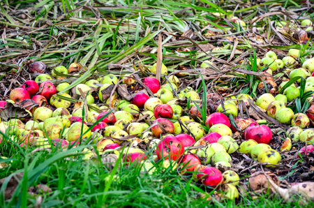 Rotten apples in the green grass. Decayed apples on the grass in the forest.