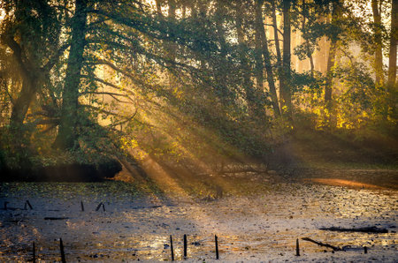 Beautiful morning landscape. The sun's rays coming from between the trees in the park.の写真素材