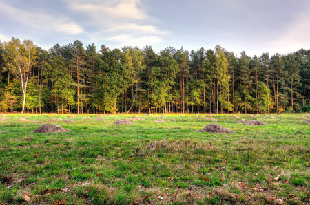 Green forest landscape. Trees and green glade in the forest.の写真素材