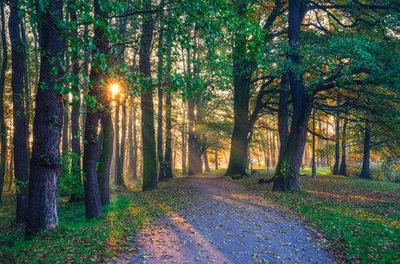 Morning landscape in the green forest. Sidewalk in the park with the sun in the background.の素材 [FY310205543620]