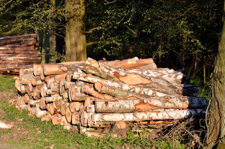 Tree trunk in the forest. Dry chopped wood logs stacked up on top of each other in a pile.の写真素材