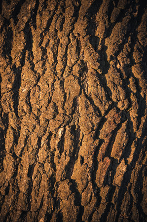 Tree shoulder texture. Close-up of old wood, may be used as a background.の写真素材
