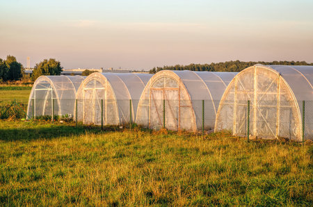 Group of greenhouses in rural landscape. Polythene tunnel as a plastic greenhouse on the meadow.の写真素材