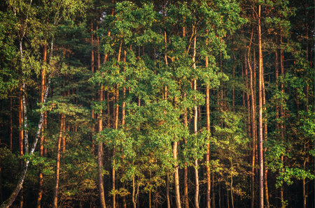 Green forest landscape. Trees and green glade in the forest.の写真素材