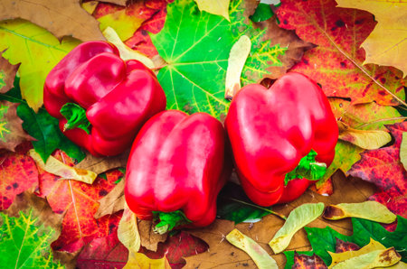 Autumn and vegetable colorful concept. Group red bell pepper with autumn leaves in the background.の写真素材
