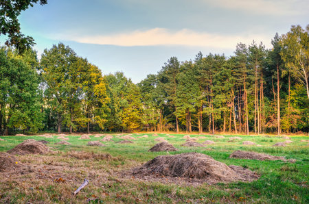Green forest landscape. Trees and green glade in the forest.の写真素材