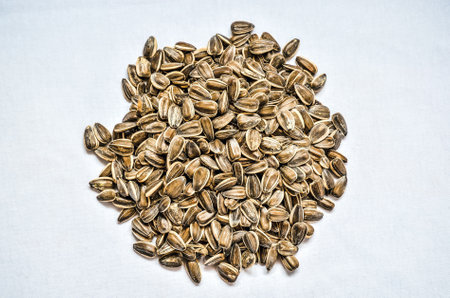 Sunflower seeds on a pile. Sunflower seeds on a white fabric.の写真素材
