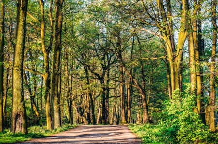 Forest spring landscape. Path in the forest with green trees.の写真素材