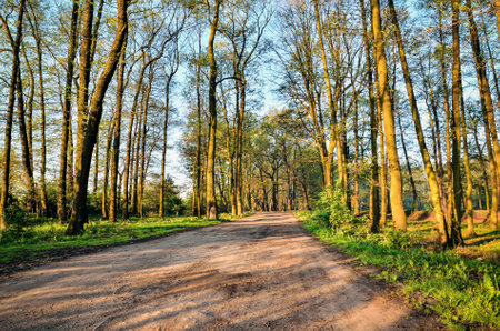 Forest spring landscape. Path in the forest with green trees.の写真素材