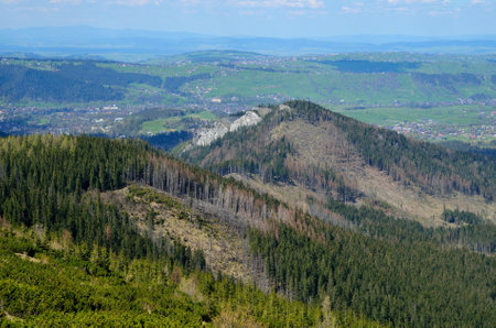 Spring mountain landscape in Polish mountains. Broken tree by the wind on the mountain slopes and Zakopane town in the background.の写真素材