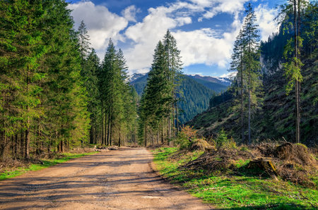 Spring sunny mountain landscape. Gravel forest road in a beautiful mountain valley.の写真素材