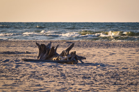 Daytime summer landscape by the Polish seaside. Dry tree trunk on the beach with water in the background. Photo with a shallow depth of field.の写真素材