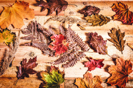 Autumn plant and board background. Natural colorful background with fall leaves on a wooden...