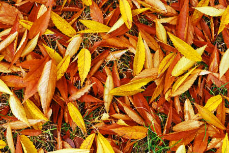 autumn leaves