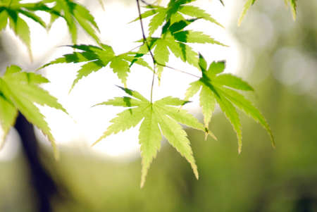 Beautiful Green Leaves in sunny day, isolated backgroundの写真素材