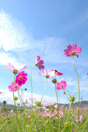 Beautiful Cosmos with blue skyの写真素材