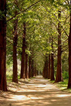 Metasequoia road in the summer, Seoul, South Koreaの写真素材