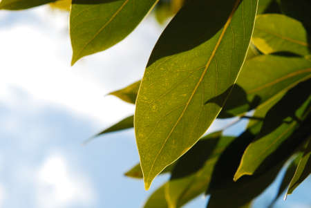 Beautiful Deep Green leaves
