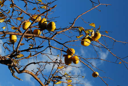 Yellow ripe quince on the tree with blue sky. harvesting quince.