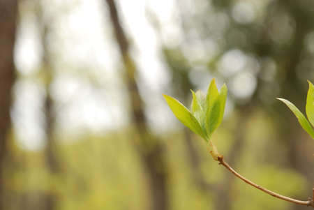 Macro of little sprout in spring