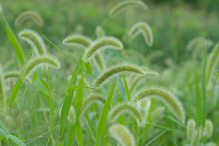 green foxtailの写真素材