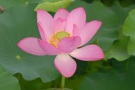 Close up of blooming lotus flower with leavesの写真素材