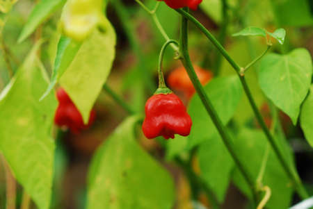 Red and Green fresh organic peppers in the rainy dayの写真素材