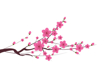 Japanese plum blossomのイラスト素材