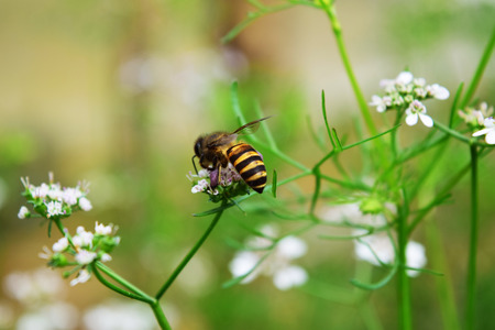 Bee on daisy finding pollen
