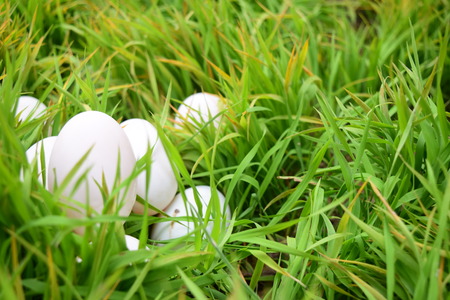Easter eggs on green grass. Spring holidays conceptの写真素材