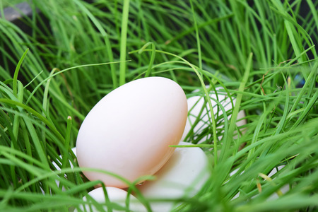 Easter eggs on green grass. Spring holidays conceptの写真素材