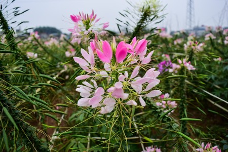 Spring flowering meadowsの写真素材