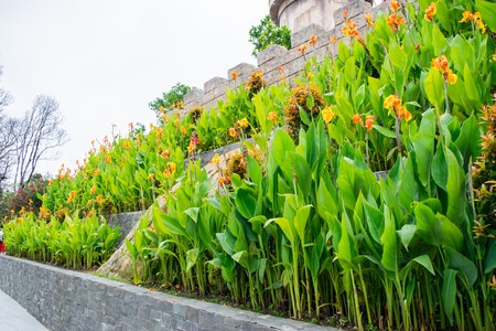 Flower garden at Ba Na Hills, Da Nang, Vietnam