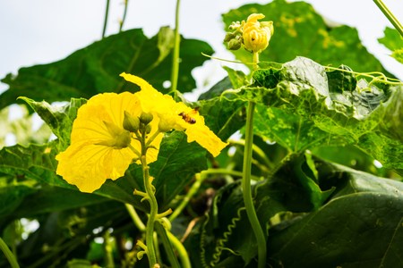 melon flowerの写真素材