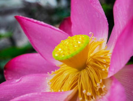 Lotus flower and Lotus flower plantsの写真素材