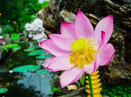 Lotus flower and Lotus flower plantsの写真素材