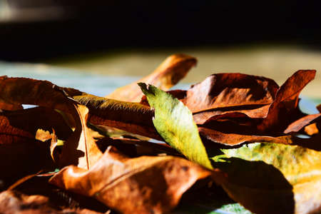 Background group autumn orange leaves. Outdoor.