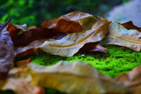 Yellow, orange and red autumn leaves in beautiful fall parkの写真素材