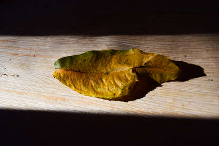 Lights of the autumn leaves background