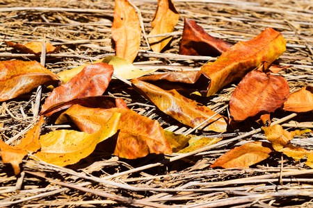 colorful autumn leavesの写真素材