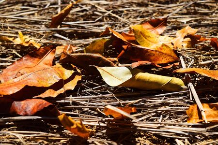 Autumn leaf on grassの写真素材