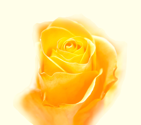 Beautiful retro illustration yellow rose flowerの写真素材