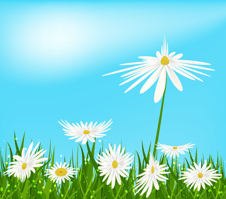 Flower nature background. Chamomile bloomのイラスト素材