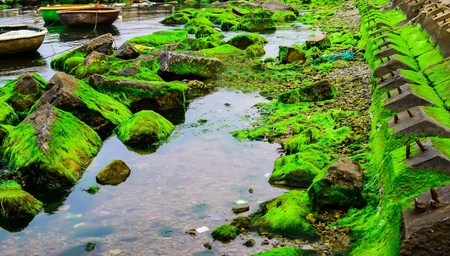 Natural green moss at beach rock with blue sea at Ly Son island, vietnamの写真素材