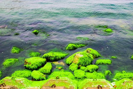 Natural green moss at beach rock with blue sea at Ly Son island, vietnamの写真素材