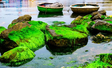 Natural green moss at beach rock with blue sea at Ly Son island, vietnamの写真素材