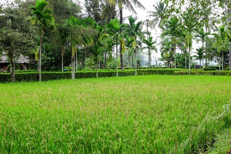 Son My, Vietnam - March 23, 2016: The My Lai Massacre memorial site. The My Lai massacre was the Vietnam War mass killing of between 347 and 504 unarmed civilians in South Vietnam on March 16, 1968のeditorial素材