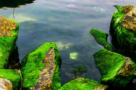 Natural green moss at beach rock with blue sea at Ly Son island, vietnamの写真素材